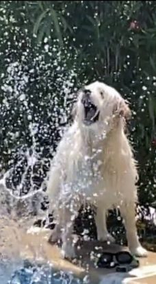 A light-colored dog standing beside a pool, shaking off water. The dog's fur is drenched, sending water droplets scattering around as it twists its body. Its mouth is open, and tongue slightly out in a motion blur, capturing the dynamic movement. Behind the dog, the backdrop is indistinct with hints of green vegetation.