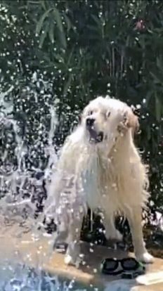 A light-colored dog standing beside a pool, shaking off water. The dog's fur is drenched, sending water droplets scattering around as it twists its body. Its mouth is open, and tongue slightly out in a motion blur, capturing the dynamic movement. Behind the dog, the backdrop is indistinct with hints of green vegetation.
