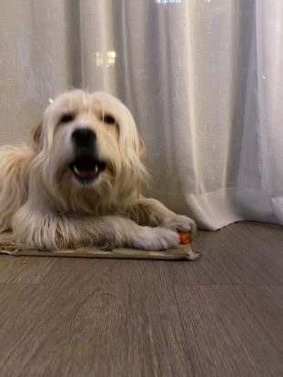 Nuba the dog
